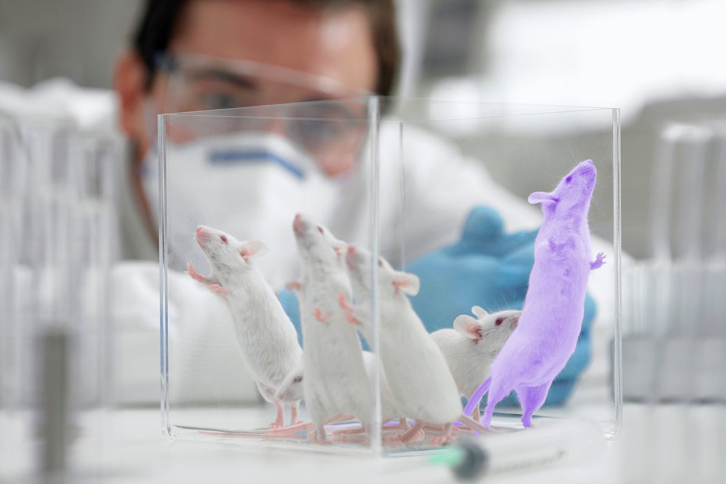 Several lab mice in a container