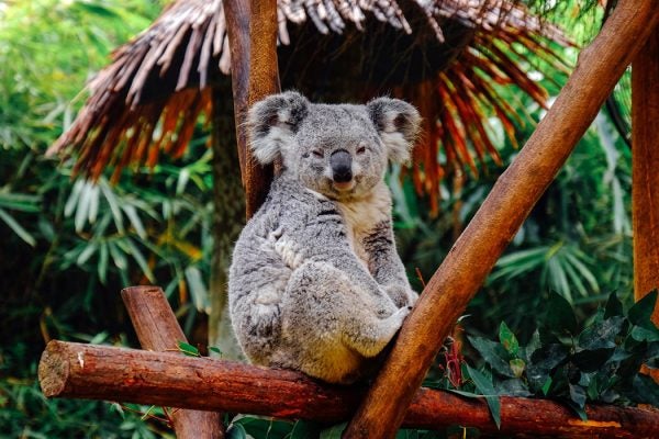 koala