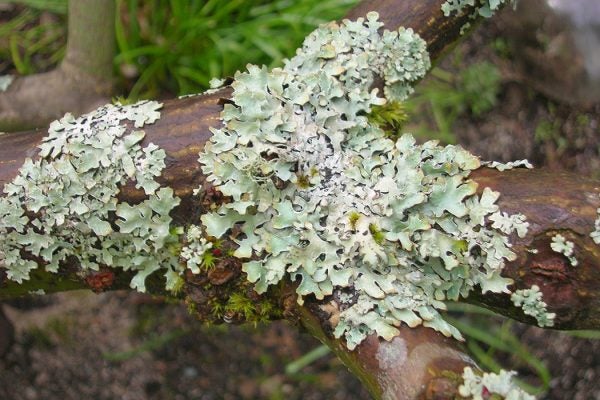 Parmelia Lichen