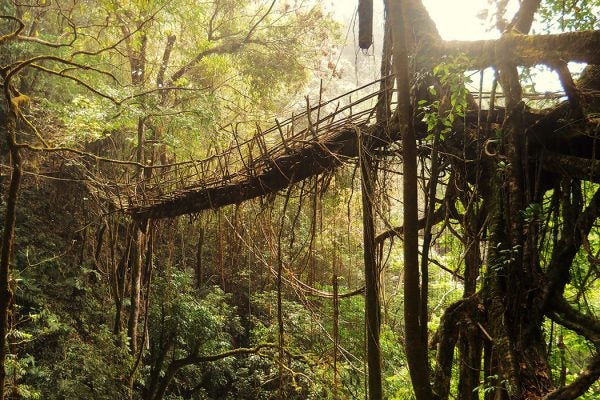 A living root bridge