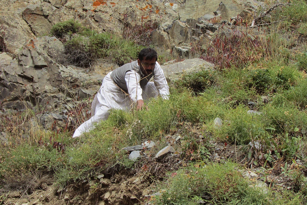 A man gathering seeds