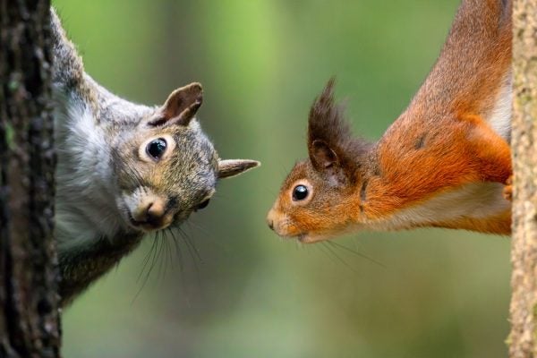 A composite image of a grey squirrel and a red squirrel
