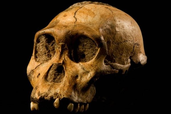Fossilized skull of Australopithecus sediba