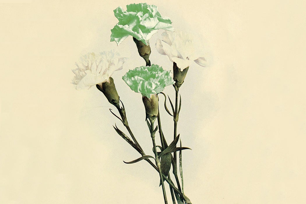 green carnation flower