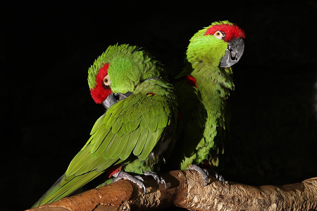 Thick Billed Parrots