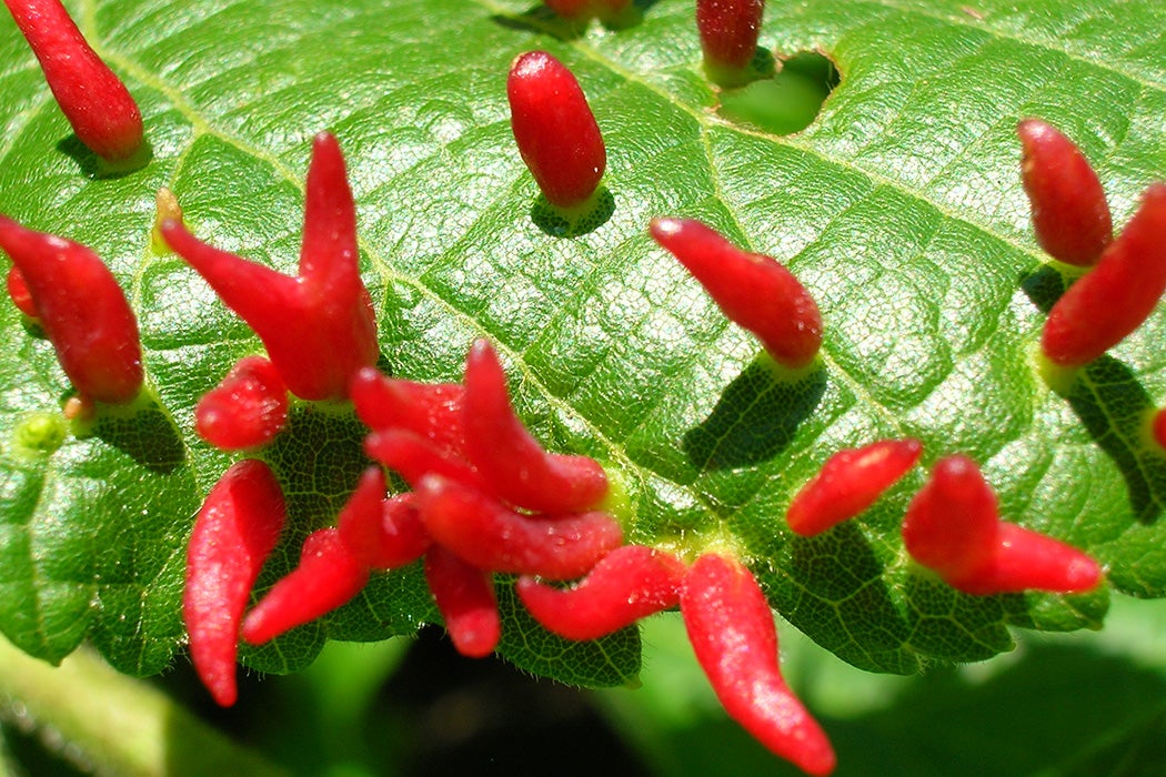 Lime Nail Gall Eriophyes tiliae on Tilia × europaea.