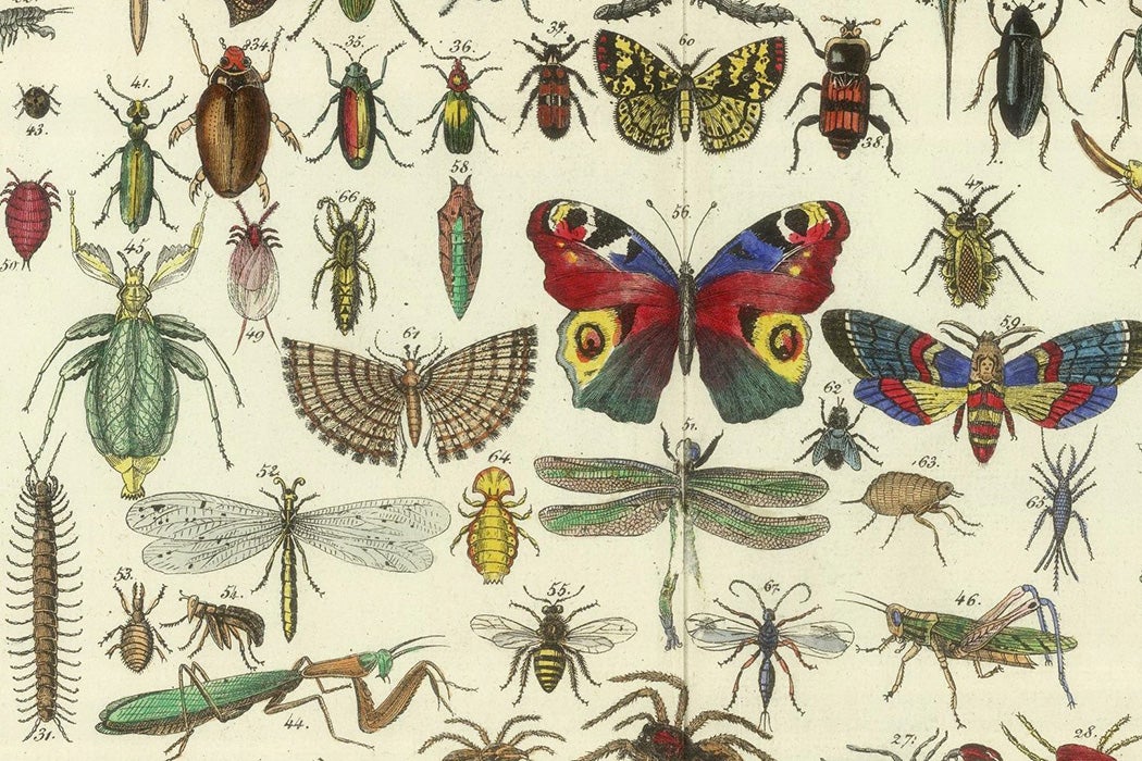 Tableau d'histoire naturelle Annelides, Crustaces, Arachnides, etc, 1834