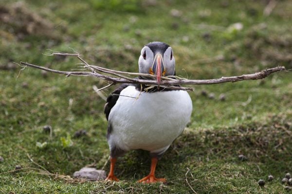 A puffin carrying tree branches in it's mouth
