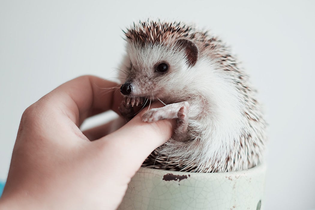 A hedgehog in a porcelain cup