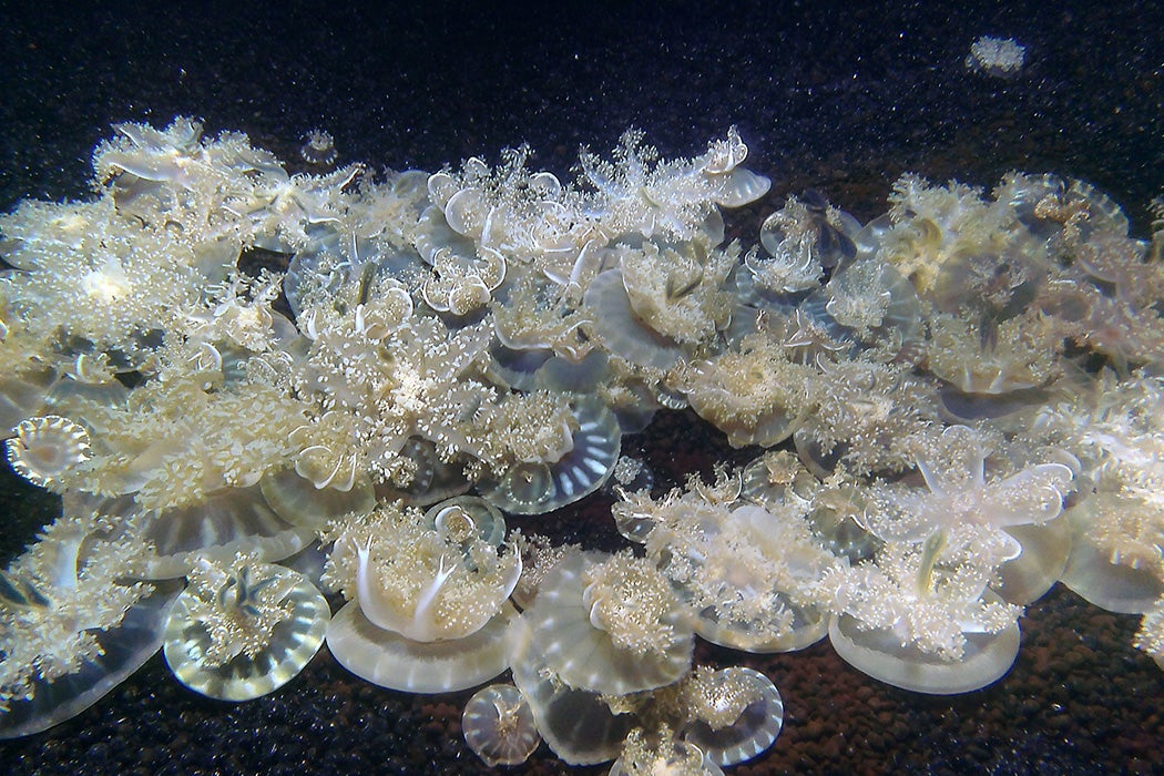 Many cassiopea xamachana, upside down jellyfish