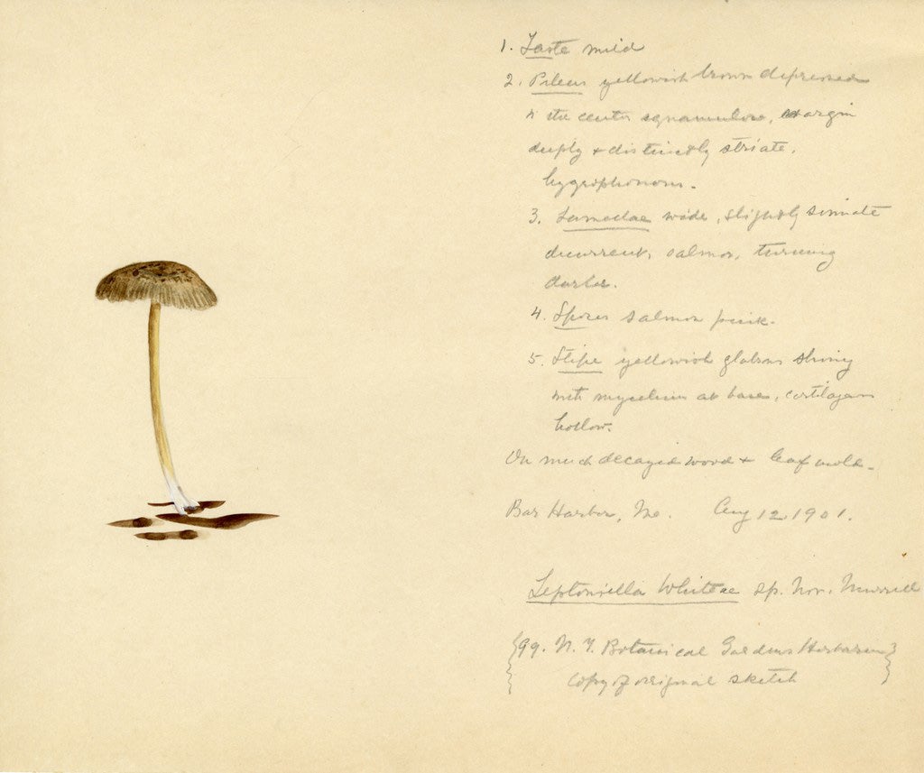 Lavet af pen Termisk P.S., Mushrooms Are Extremely Beautiful - JSTOR Daily