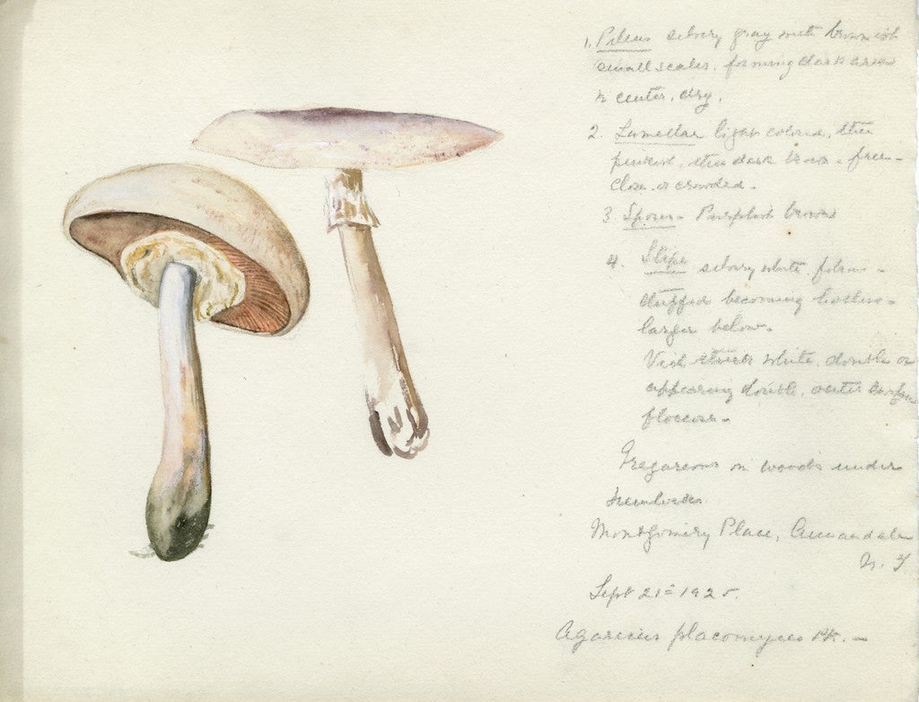 Agaricus placomyces by Violetta White Delafied, 1925