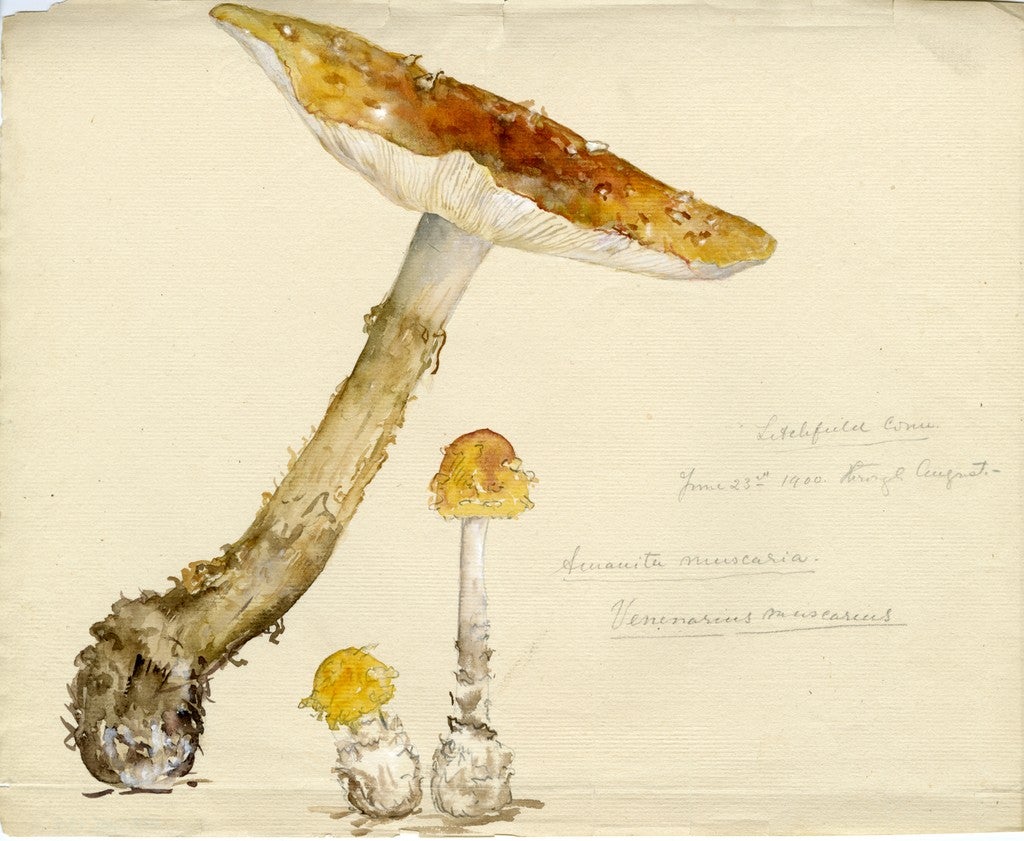Lavet af pen Termisk P.S., Mushrooms Are Extremely Beautiful - JSTOR Daily