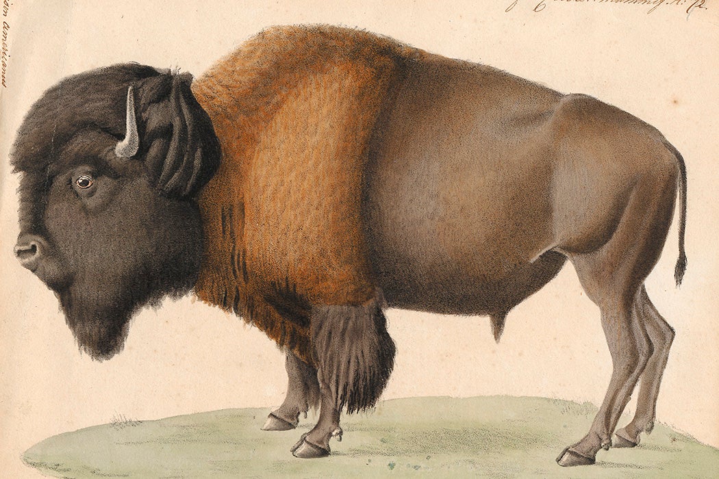 Bison americanus
