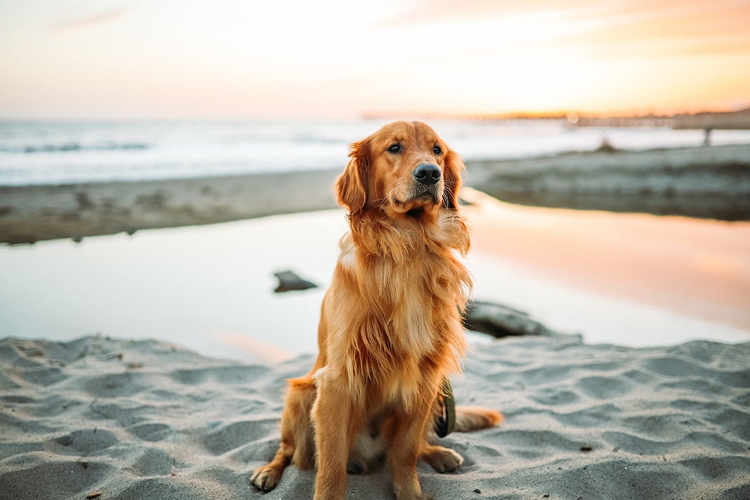 A golden retriever on the beach
