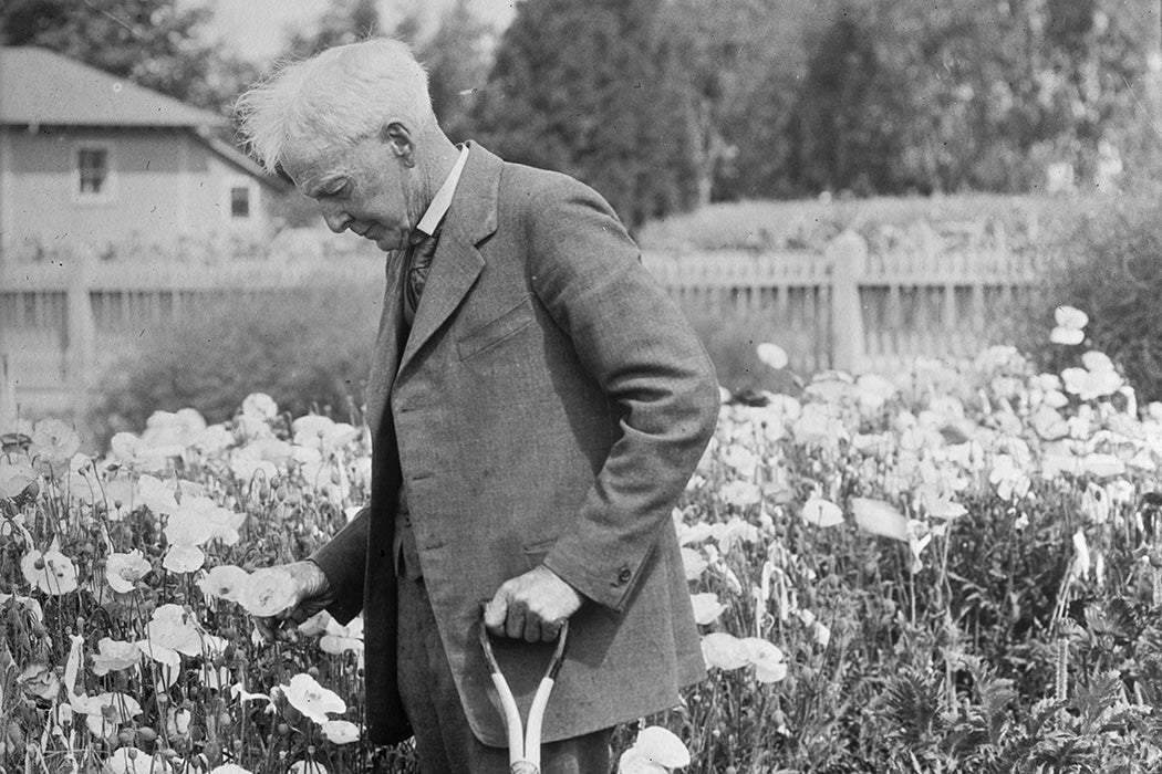 Luther Burbank