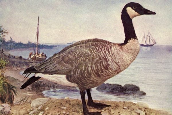 A Canada Goose