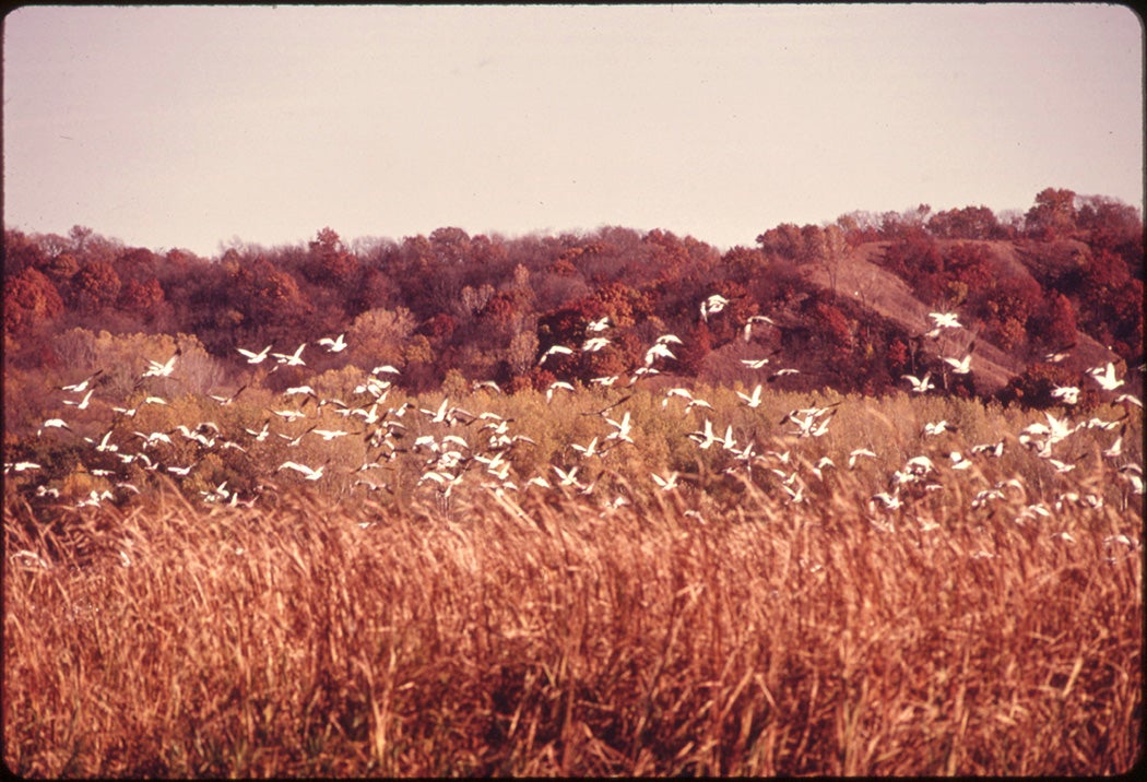 A flock of Blue Geese and Snow Geese in Missouri, 1974