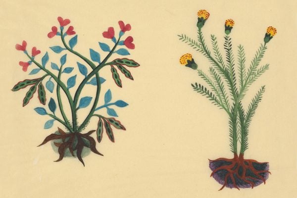 Ayecohtli (pictured left) as the scarlet Runner Bean (Phaseolus coccineus): 1931-33 reproduction of The Badianus Manuscript, 1552; Rare Book Collection, Dumbarton Oaks, Trustees for Harvard University, Washington, DC