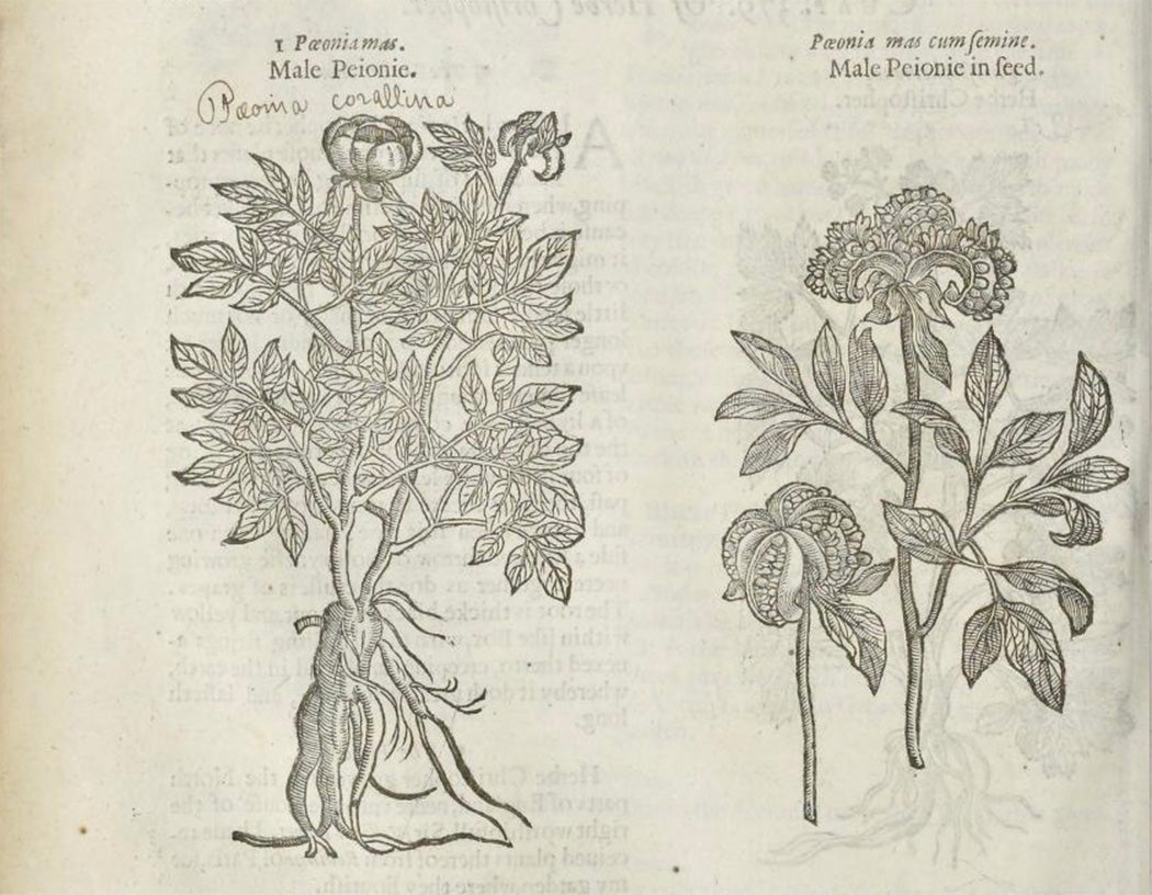 The herball, or, Generall historie of plantes, by John Gerard(e), Printed by Adam Islip Joice Norton and Richard Whitakers, 1633, Holding institute, The Getty Research Institute