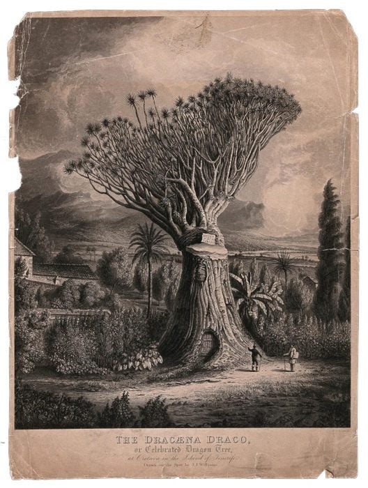 Plant Of The Month The Dragon Tree Jstor Daily