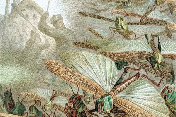 A swarm of locusts by Emil Schmidt