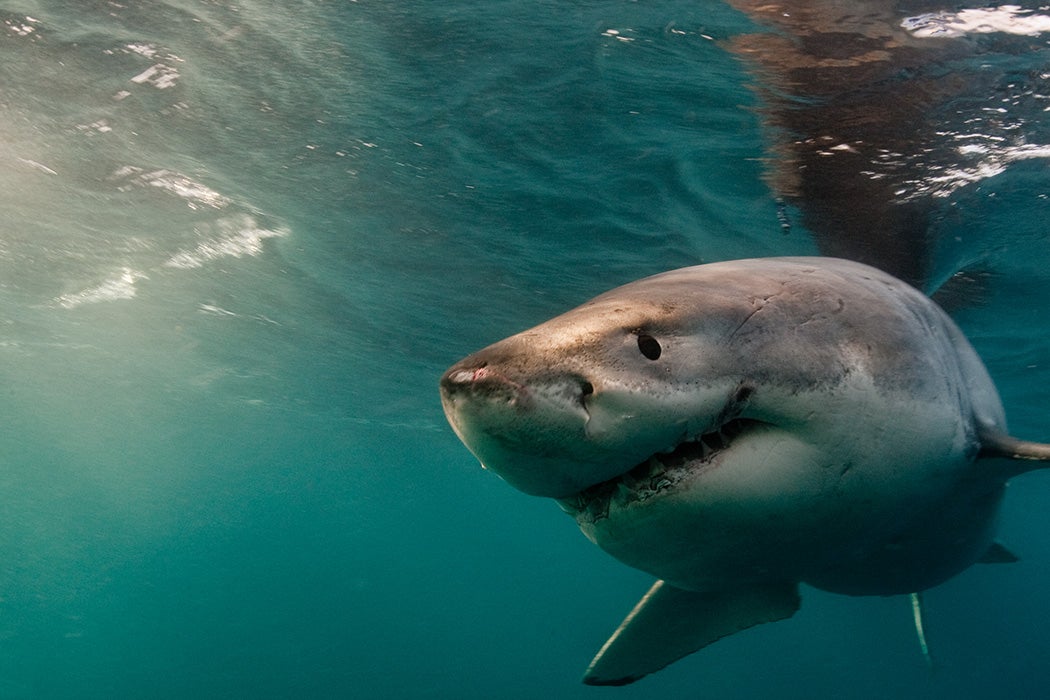 great white shark jaws open