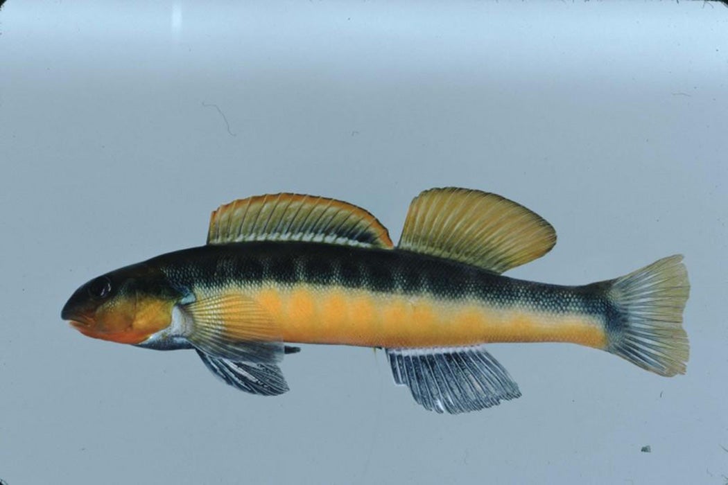 rare freshwater fish species