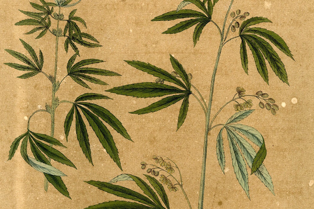 Cannabis sativa, 1828