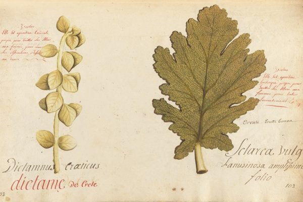 Botanical manuscript of 450 watercolors of flowers and plants