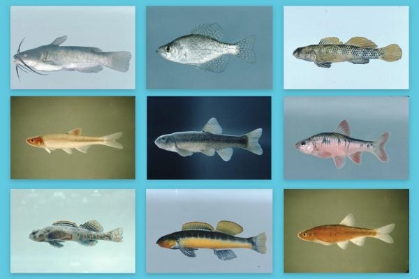 Collage of freshwater fish from Virginia