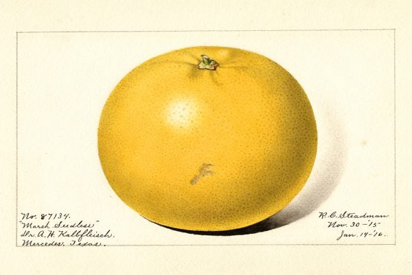 The Marsh Seedless variety of grapefruits (scientific name: Citrus paradisi) from Mercedes, Hidalgo County, Texas, 1916