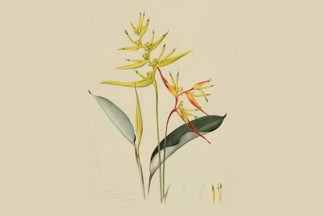 On the left, Heliconia tarumaensis Barreiros (with yellow bracts); on the right, Heliconia acuminata L.C. Richard (with yellow and red bracts). Dumbarton Oaks Rare Book Collection.