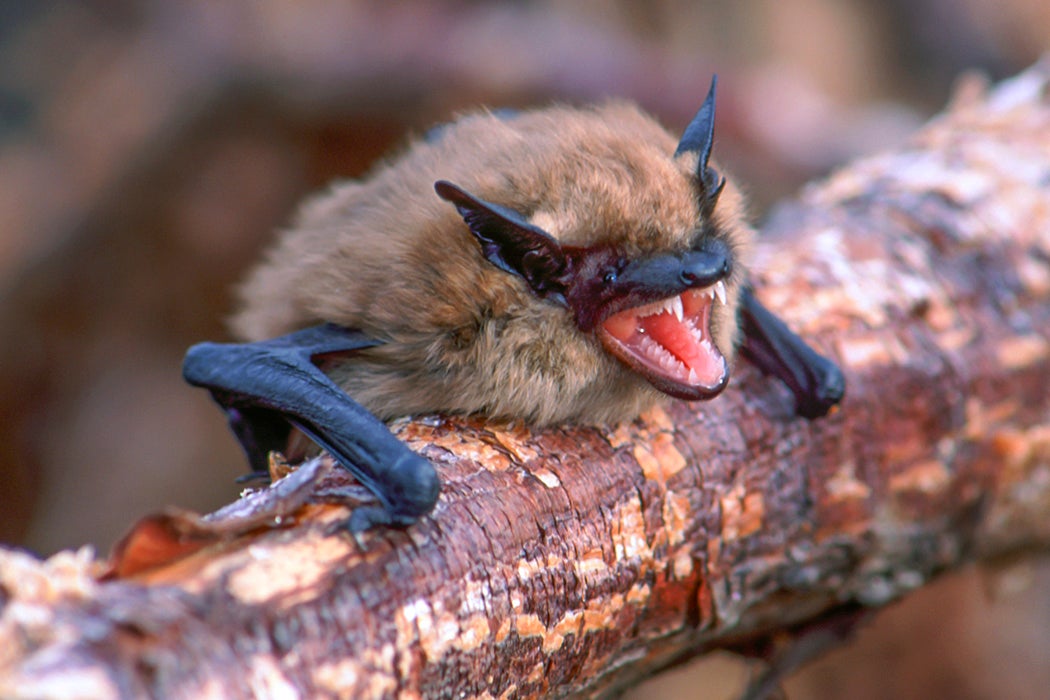 Little brown bat