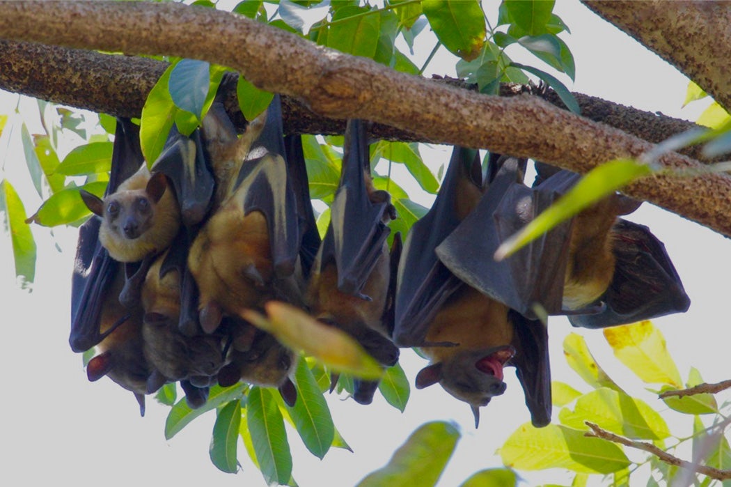 straw colored fruit bats hang upside down from a tree in Tanzania