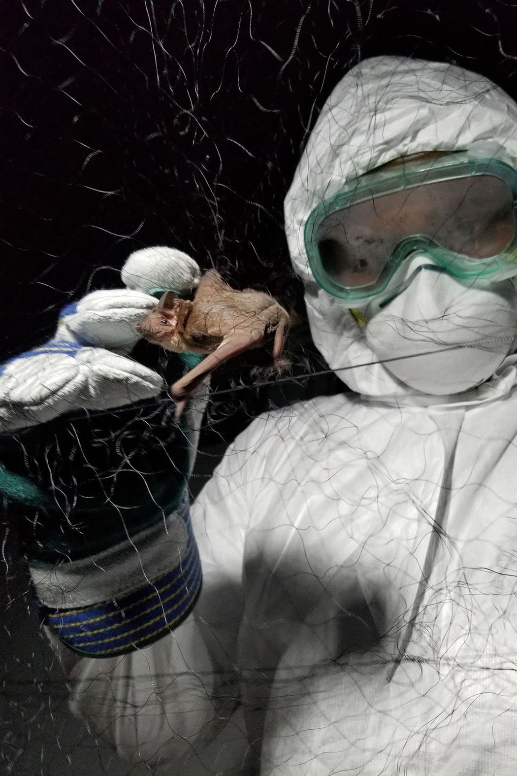 A researcher extracting a bat from a net in Tanzania