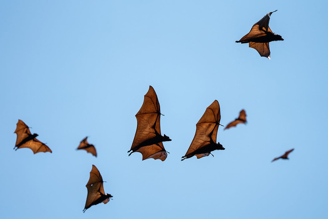 Flying foxes flying in the sky in Indonesia