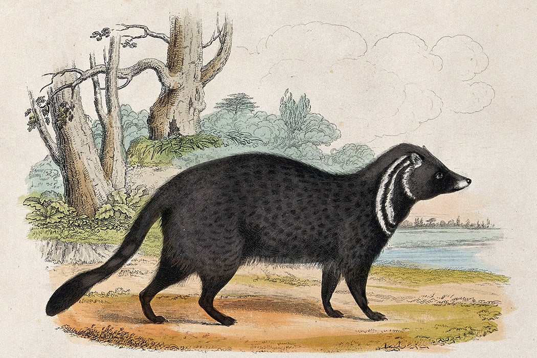 Civet cat