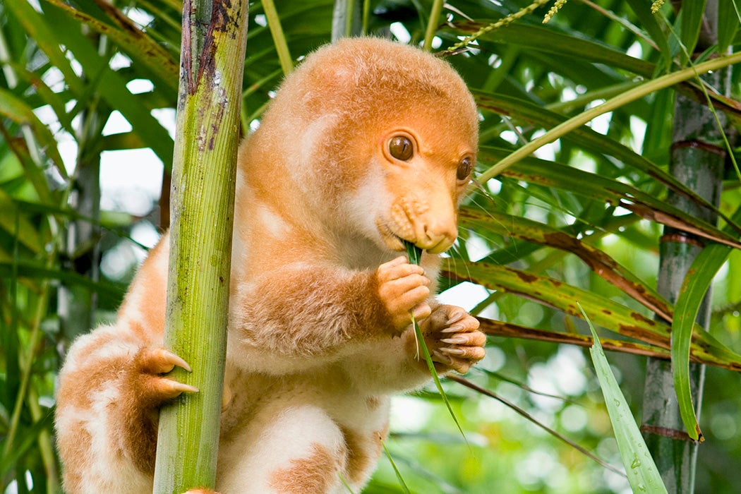 Photograph: Spotted cuscus (Phalangista maculata)

Source: Getty