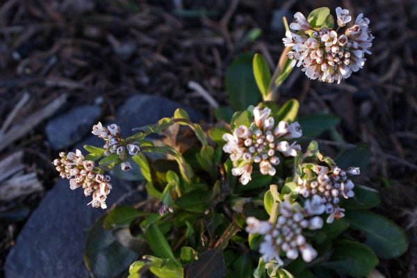 Alpine Pennycress - Noccaea caerulescens