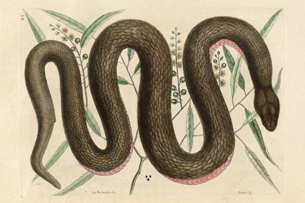 Illustration of snake and cascarilla
