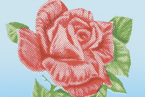 Illustration: A rose

Source: Getty