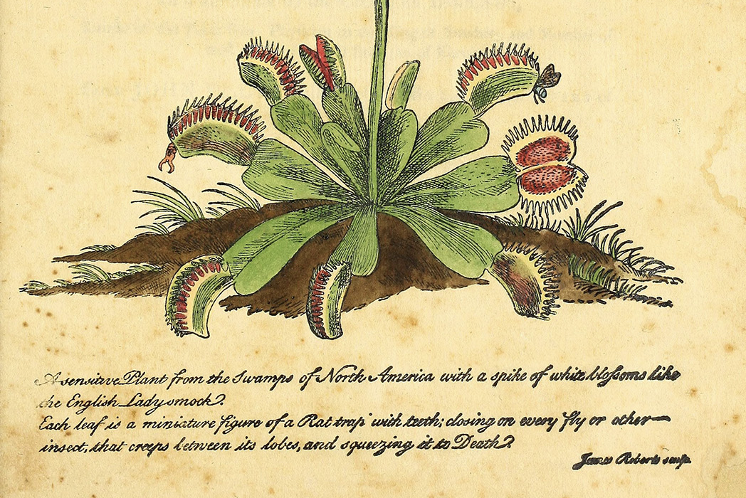 https://daily.jstor.org/wp-content/uploads/2020/12/plant-of-month-venus-flytrap-cropped.1050x700.png