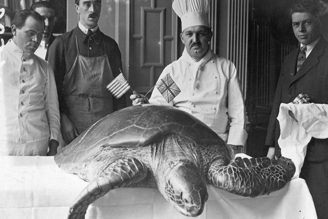 A chef with the turtle he is going to use for a special soup for Independence day celebrations.