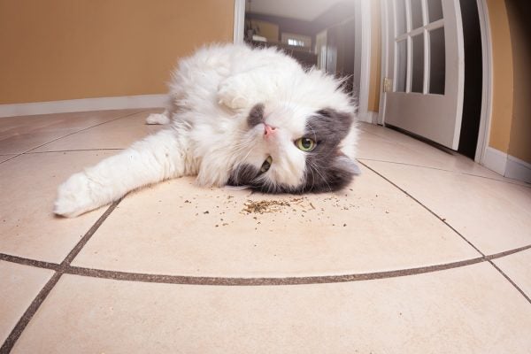 A funny fisheye image of a zoned out kitty rolling in loose catnip.