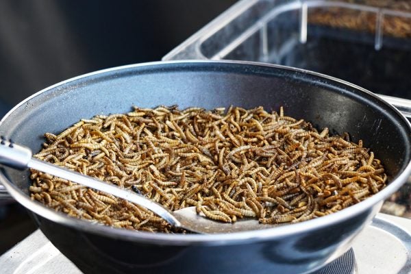 A pan full of mealworms