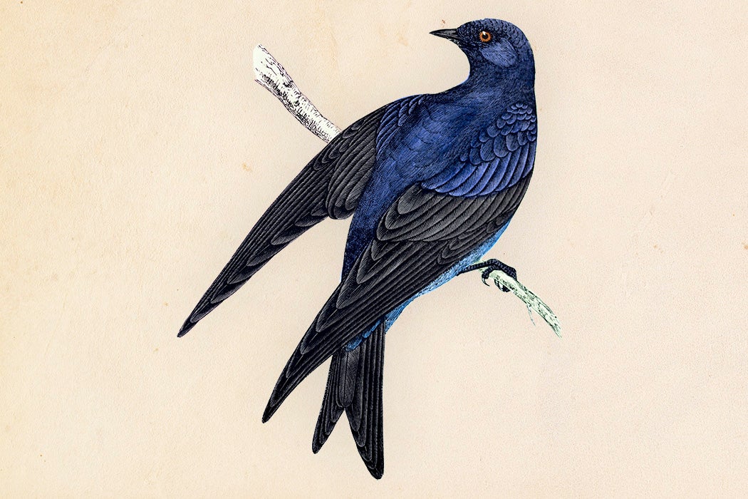 A hand-colored engraving of a Purple Martin