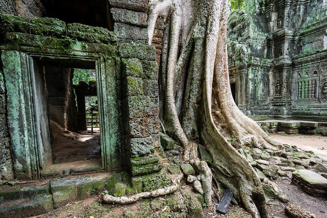 Ruins of Ta Prohm, Cambodia