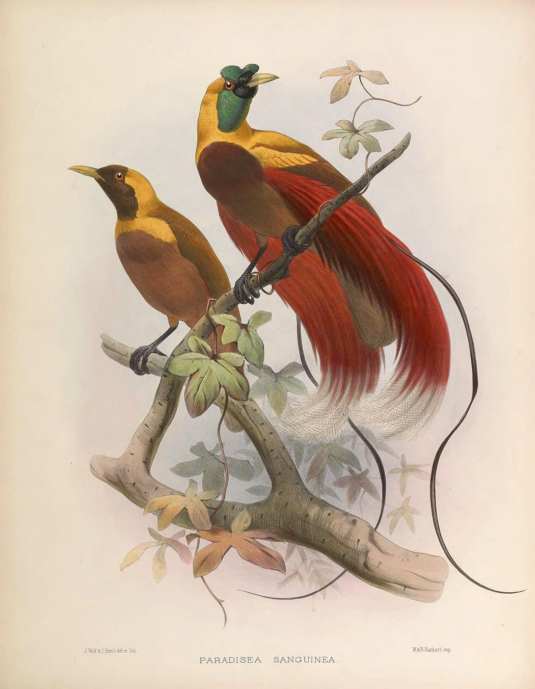 Birds-of-paradise