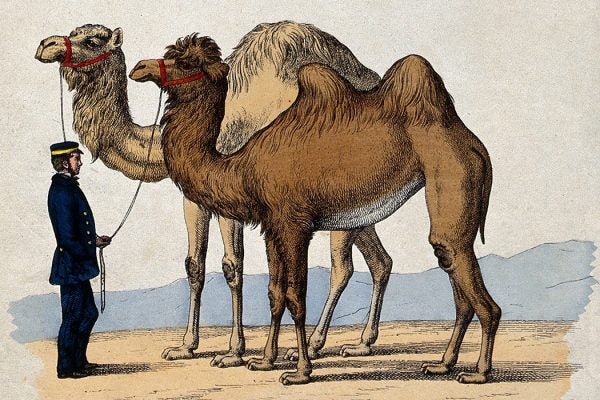 A man in a uniform holding a camel